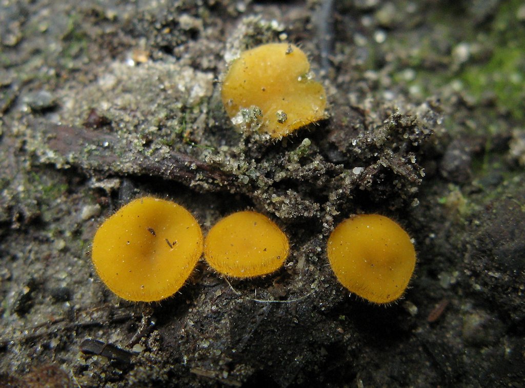 Une photo d'un Cheilymenia oligotricha
